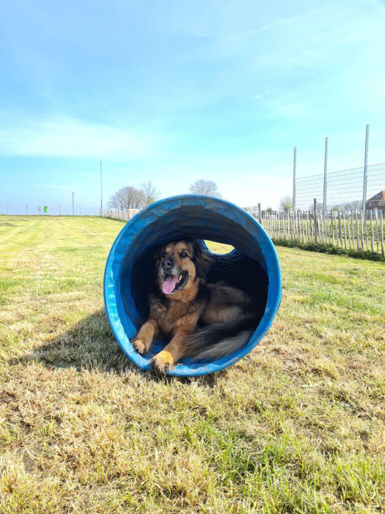Hund draußen in Röhre Hundetraining Johanna Hagemeier