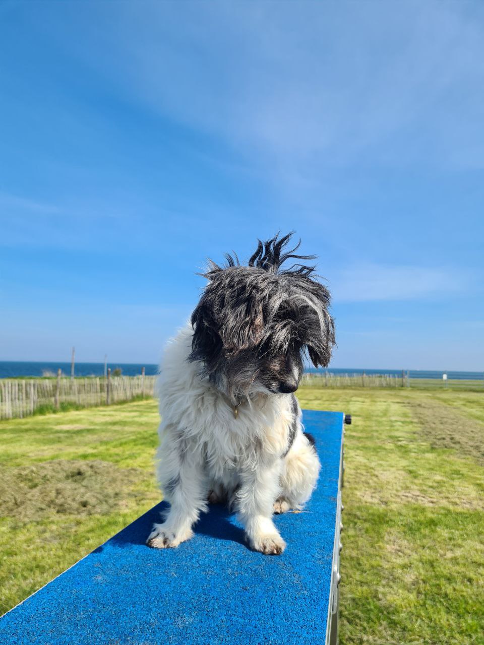 Hund draußen Hundetraining Johanna Hagemeier